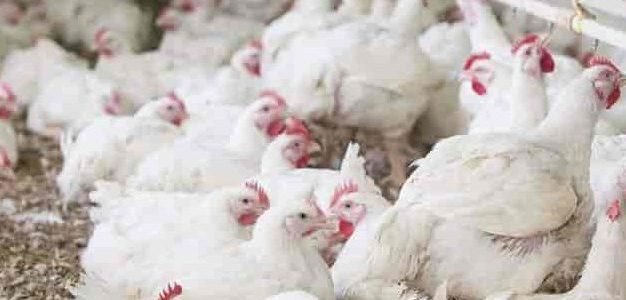 d mart fresh chicken center